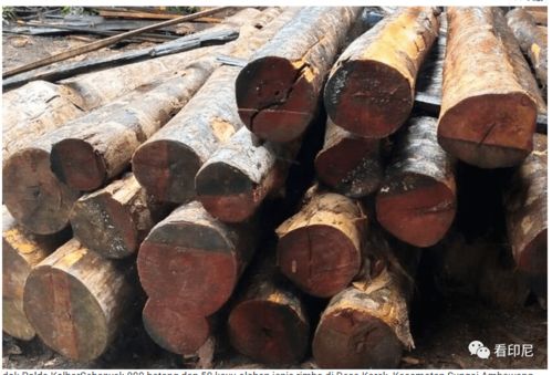 疫情下的多維沖擊 死亡數(shù)據(jù)、政治問責(zé)與個(gè)體遭遇